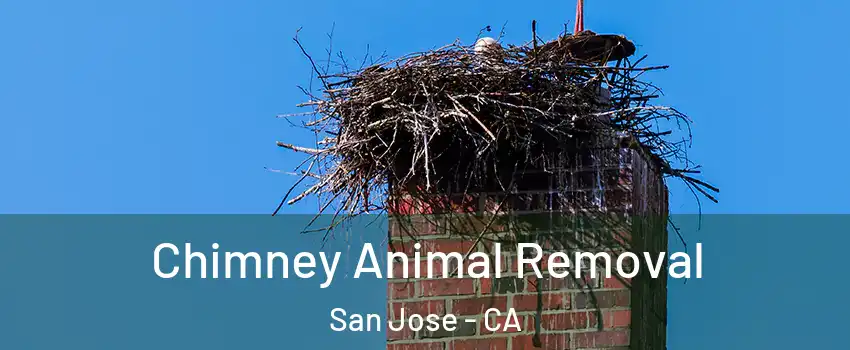 Chimney Animal Removal San Jose - CA