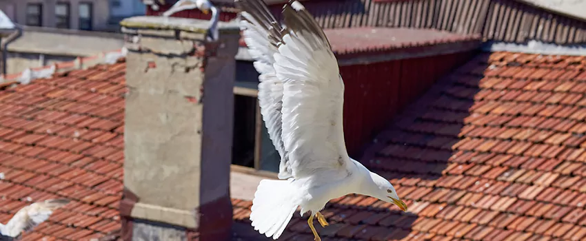 Residential Chimney Animal Removal Solution in San Jose, CA