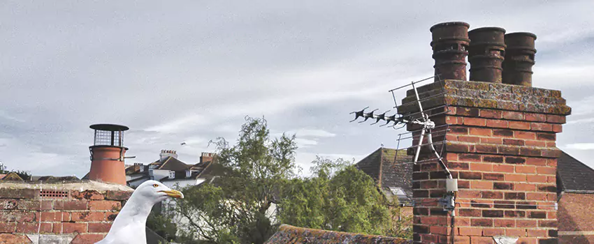 Chimney Cleaning And Restoration in San Jose, California